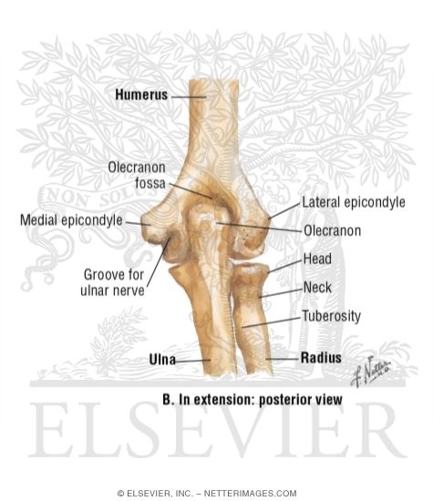Right Elbow In Extension: Posterior View