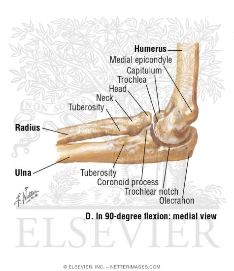 Right Elbow In 90-Degree Flexion: Medial View