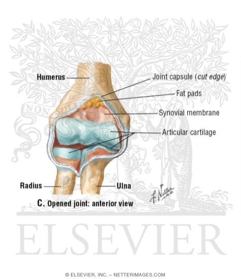 Watermarked preview of unlabeled image: Opened Elbow Joint: Anterior View