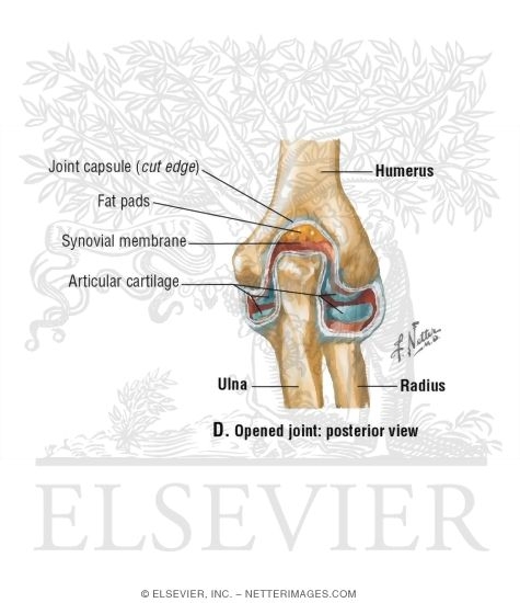Opened Elbow Joint: Posterior View