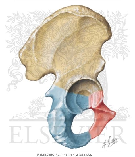 Hip Coxal Or Innominate Bone Lateral View