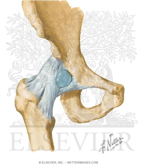 Hip Joint: Anterior View