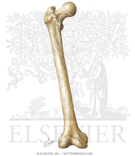 Femur: Anterior View