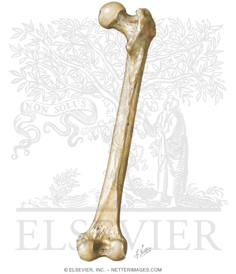 Femur: Posterior View