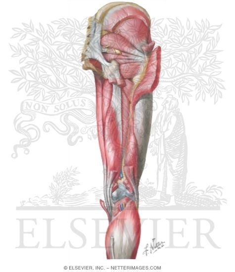 Muscles of the Thigh: Deeper Dissection