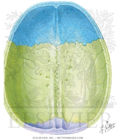 Calvaria: Inferior View