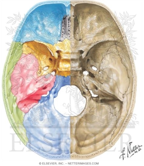 Superior View of the Cranial Base