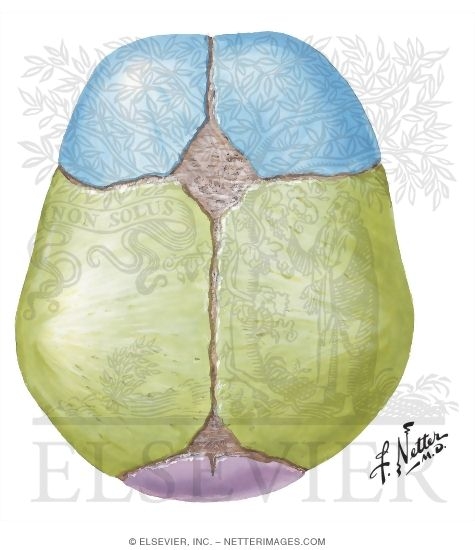 Superior View of Newborn Skull Showing Fontanelles