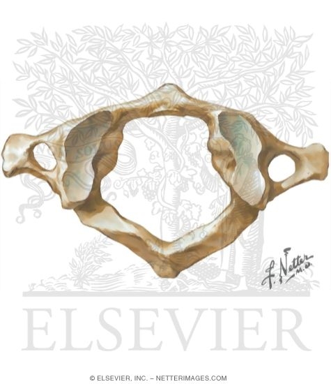 Atlas (C1): Superior View