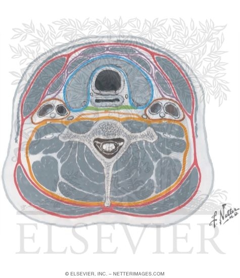 Cross Section Through C7 and the Thyroid Gland