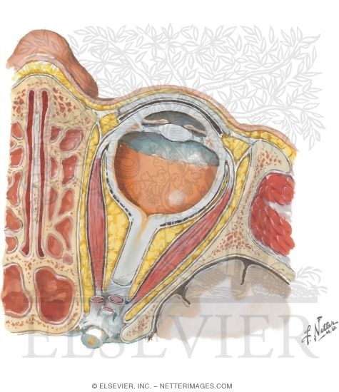 Watermarked preview of unlabeled image: Orbit: Horizontal Section