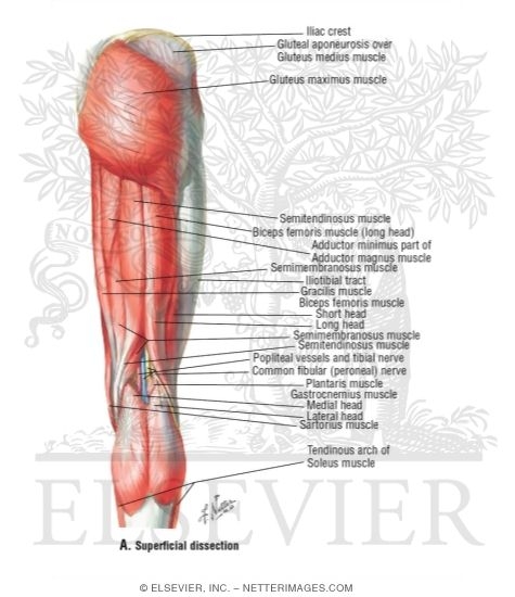 Watermarked preview of unlabeled image: Posterior Thigh and Gluteus