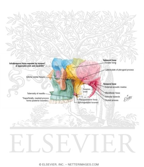 Watermarked preview of labeled image: Lateral Skull