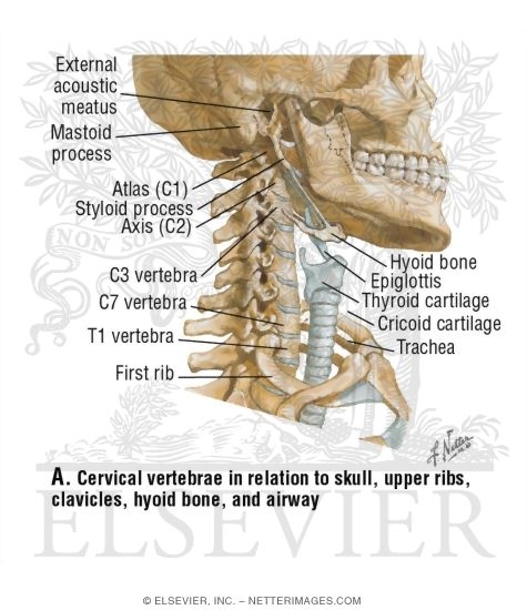 Skull and Neck