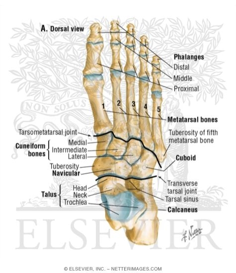 Bones Of Ankle And Foot This image shows the bones of the ankle and foot. bones of ankle and foot