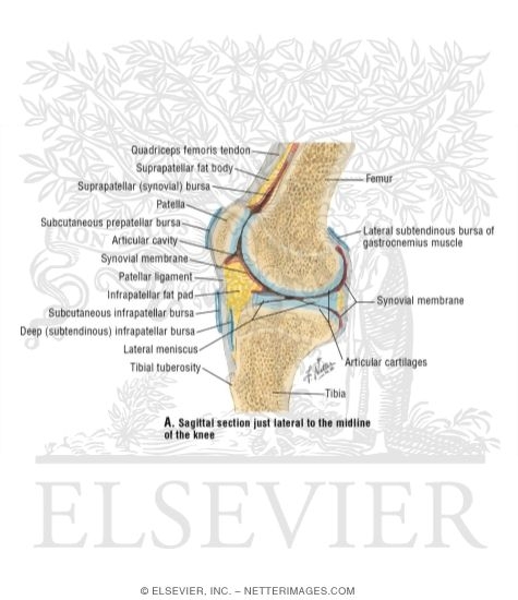 Sagittal Knee