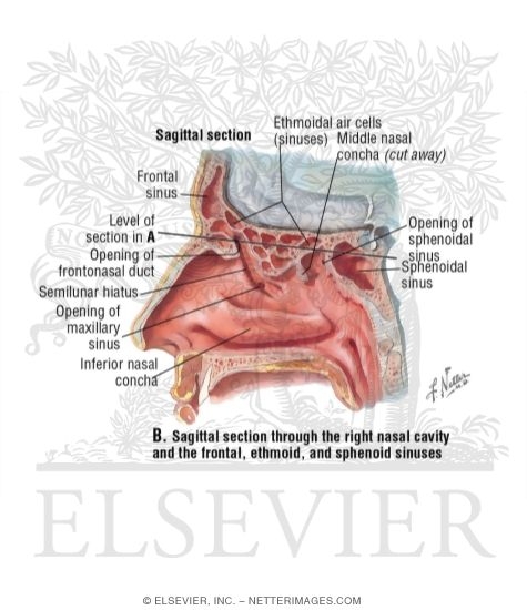Ethmoid Sinus