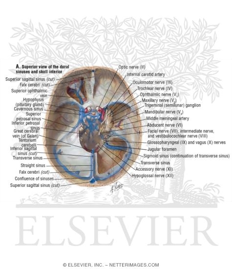 Venous Sinuses