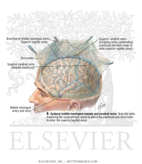 Meninges and Reflection of Dura Mater