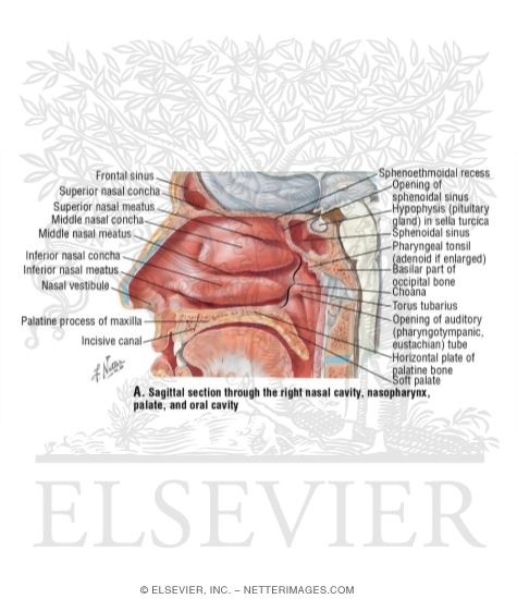 Nasal Cavity
