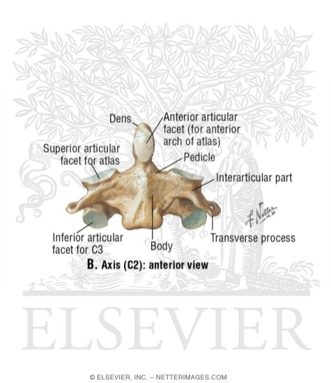 Watermarked preview of labeled image: Axis (C2)
