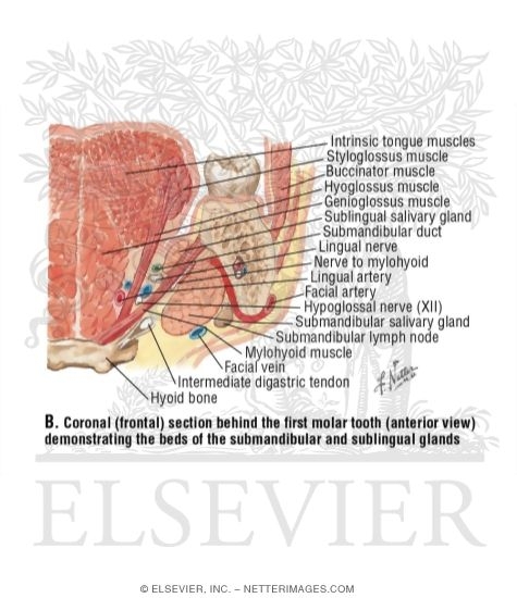 Watermarked preview of labeled image: Tongue, Coronal Section