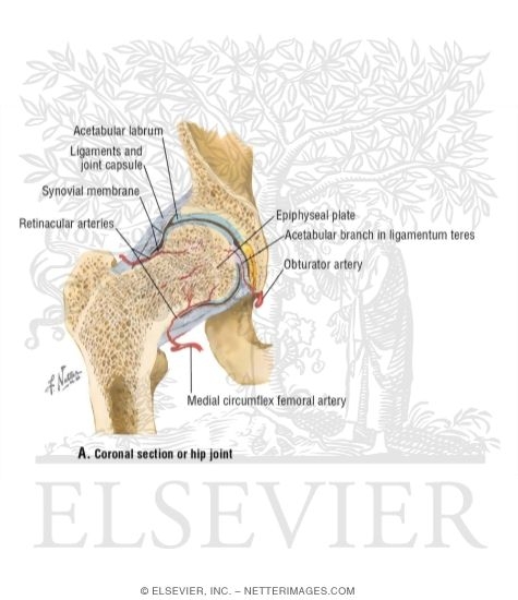Hip Joint