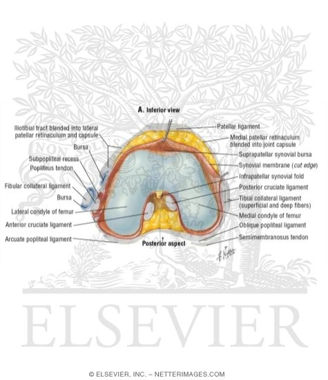 Watermarked preview of labeled image: Knee Joint, Superior View