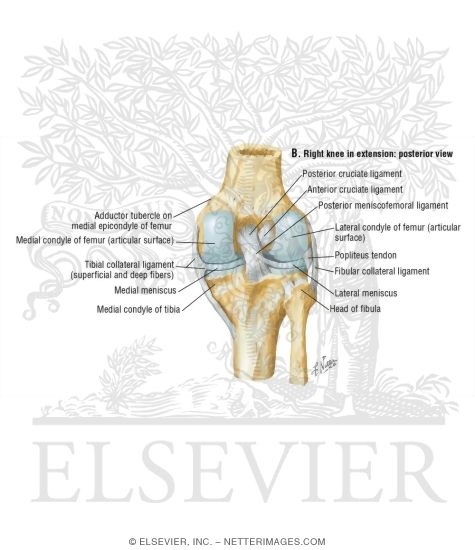Right Knee In Extension: Posterior View