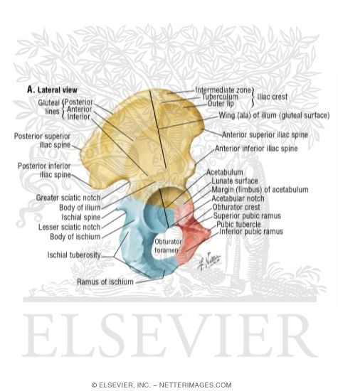 Hip (Coxal Or Innominate) Bone: Lateral View