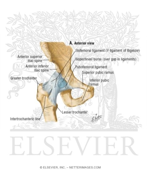 Hip Joint: Anterior View