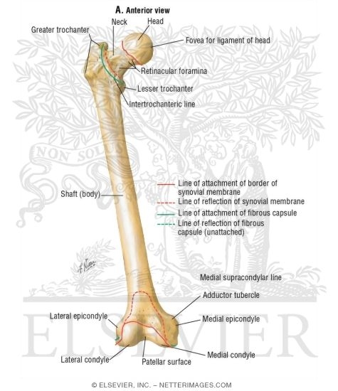 Femur: Anterior View