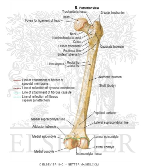 Femur: Posterior View