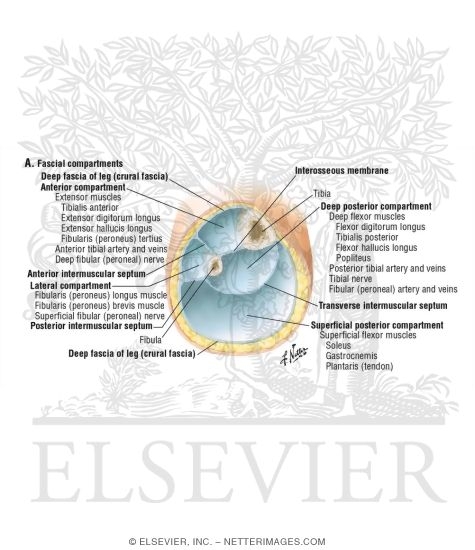Fascial Compartments