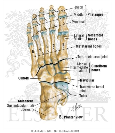 Plantar bone discount