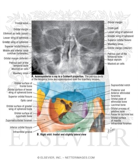 Skull: Anteroposterior Caldwell Projection and Face and Orbit Detail