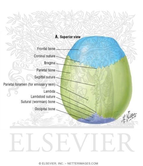 Watermarked preview of unlabeled image: Calvaria: Superior View