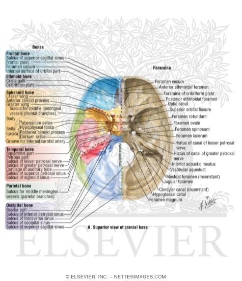 Superior View of the Cranial Base