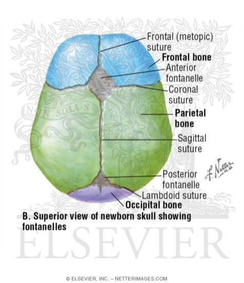 Superior View of Newborn Skull Showing Fontanelles