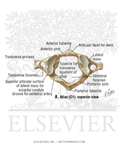 Atlas (C1): Superior View