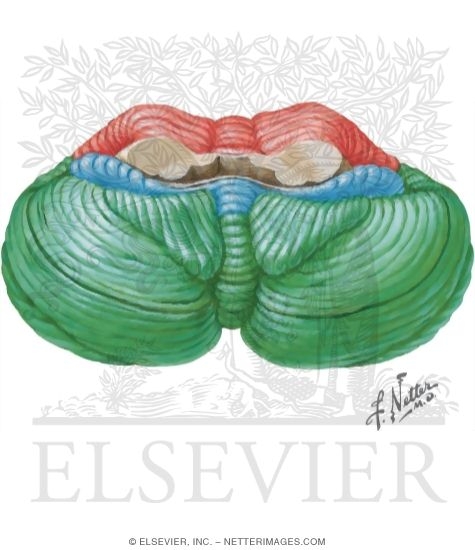 Watermarked preview of unlabeled image: Cerebellum: Inferior Surface