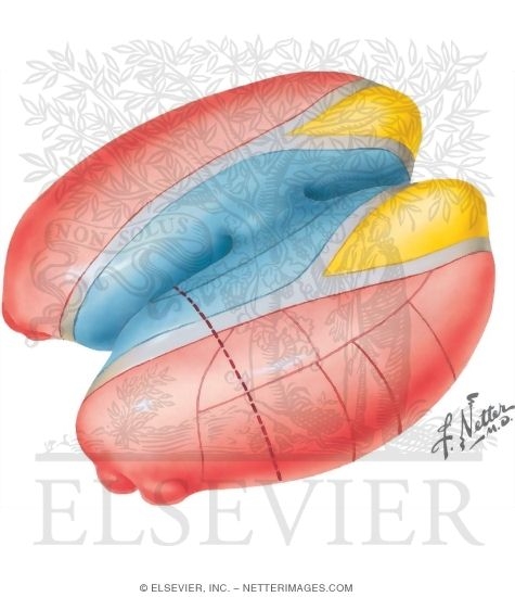 Schematic Representation of Thalamus