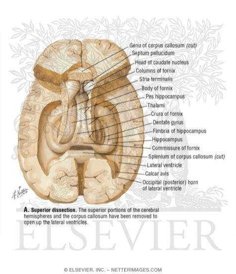 Superior Dissection Showing Hippocampus