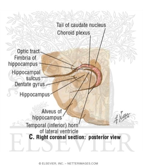 Section Through Hippocampus