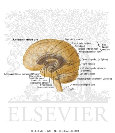 Ventricles of Brain