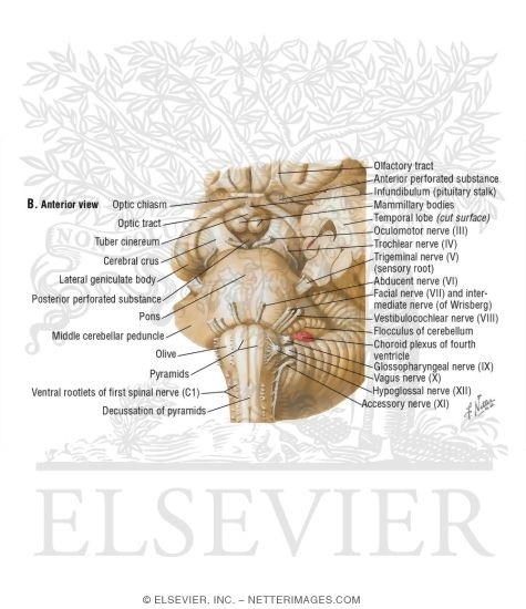 Brainstem