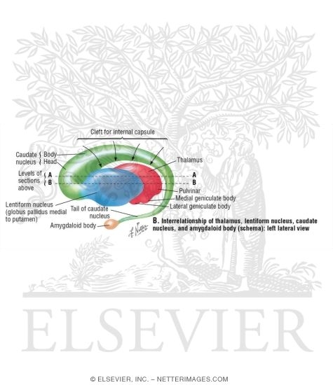 Basal Ganglia