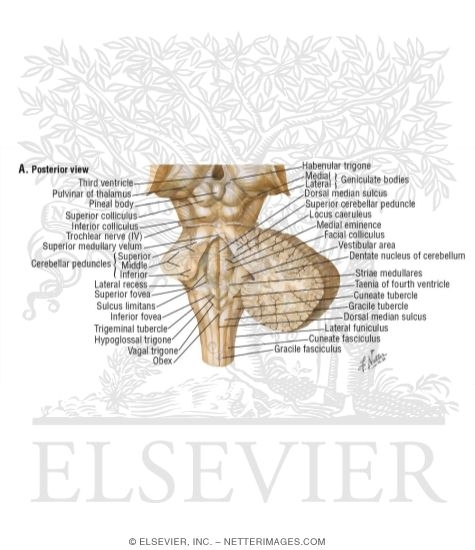 Watermarked preview of unlabeled image: Anatomy Of The Fourth Ventricle: Posterior View With Cerebellum Removed