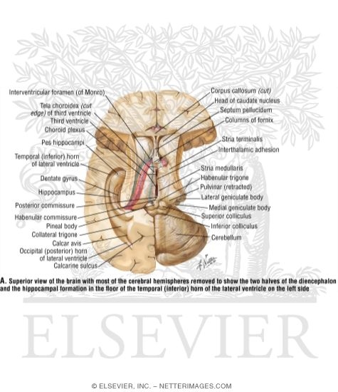 Watermarked preview of labeled image: Thalamic Anatomy