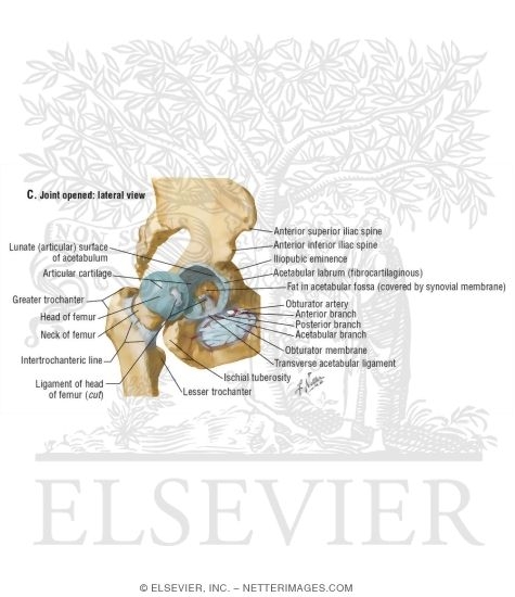 Watermarked preview of labeled image: Hip Joint